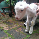 one week old lamb