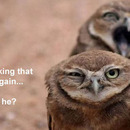 owl humor