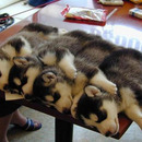 pack of huskies
