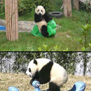 pandas good at rocking horses