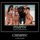 pimpin chimpin 4121