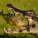 piranha vs alligator