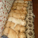 puppies-in-a-row