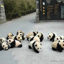 Panda Bär Party