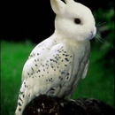 rabbit-bird