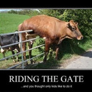riding the gate