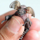 small size bat