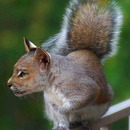 squirrel-cat