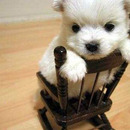 sweet-puppy-on-the-chair