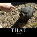 that is a pig