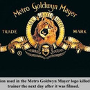 the truth about the metro goldwyn mayer lion logo