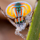 this is a peacock spider