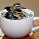 tiny ducks in a cup