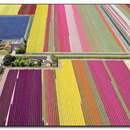 tulip farm in holland