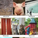 Was Tiere sehen und was Menschen sehen - Win Bild
