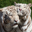 White tiger love