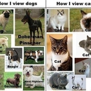 Wie ich Hunde sehe - Wie ich Katzen sehe