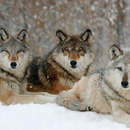 Wolfsbande