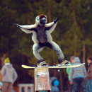 worldrsquos first snowboarding monkey