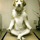 Yoga Hund
